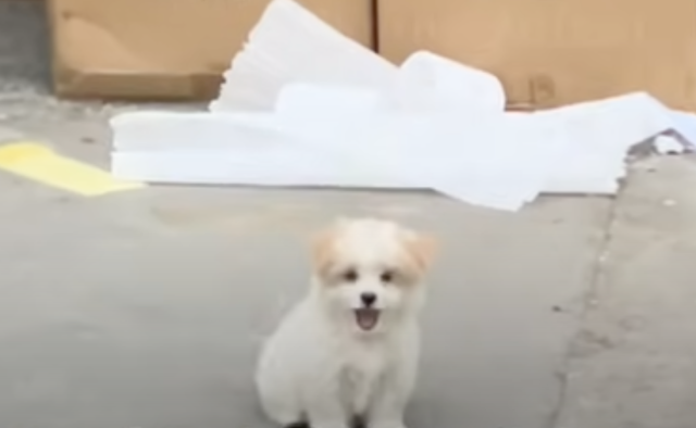 Puppy Waving at Passing Cars Gets Noticed by the Right Person